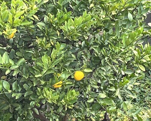 ミカンの木